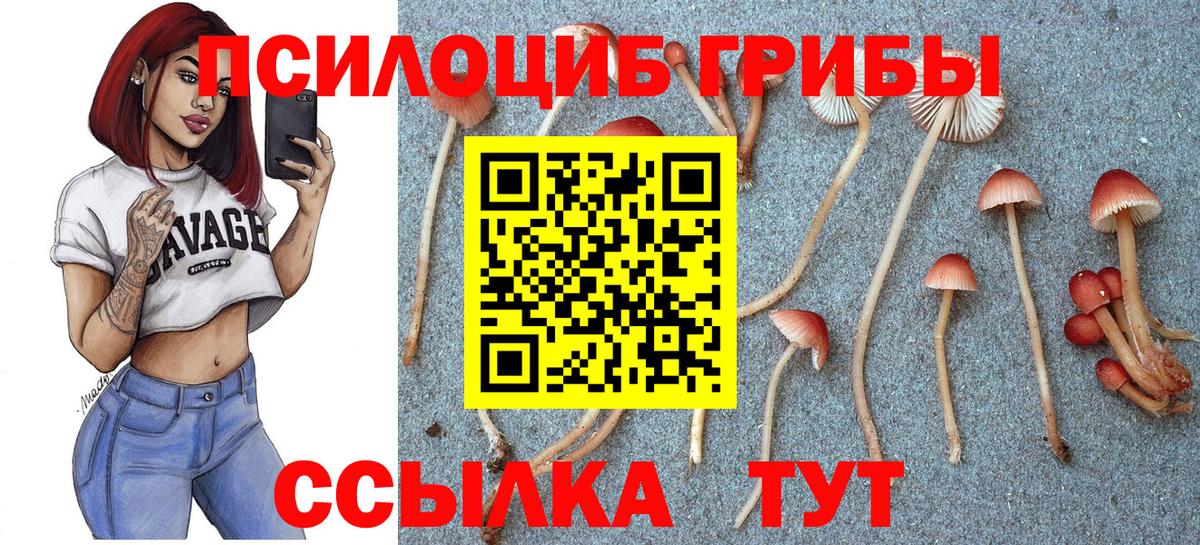 Галлюциногенные грибы Cubensis Горячий Ключ